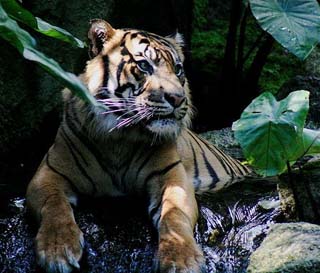 Sumatran Tiger